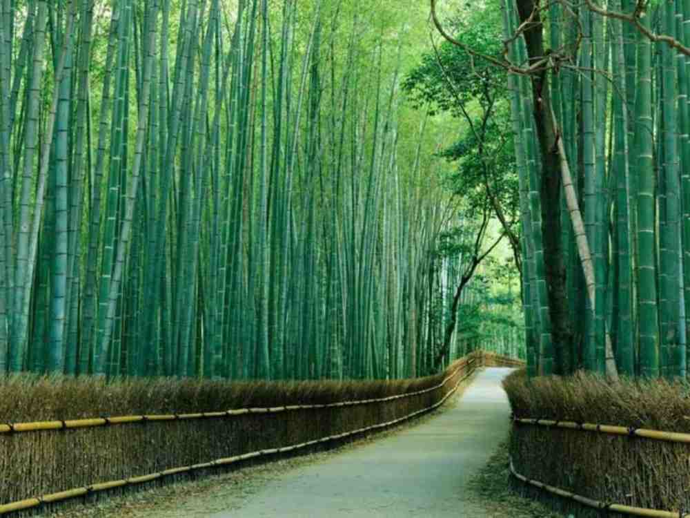 Cách đi đến rừng trúc Arashiyama từ trung tâm Kyoto