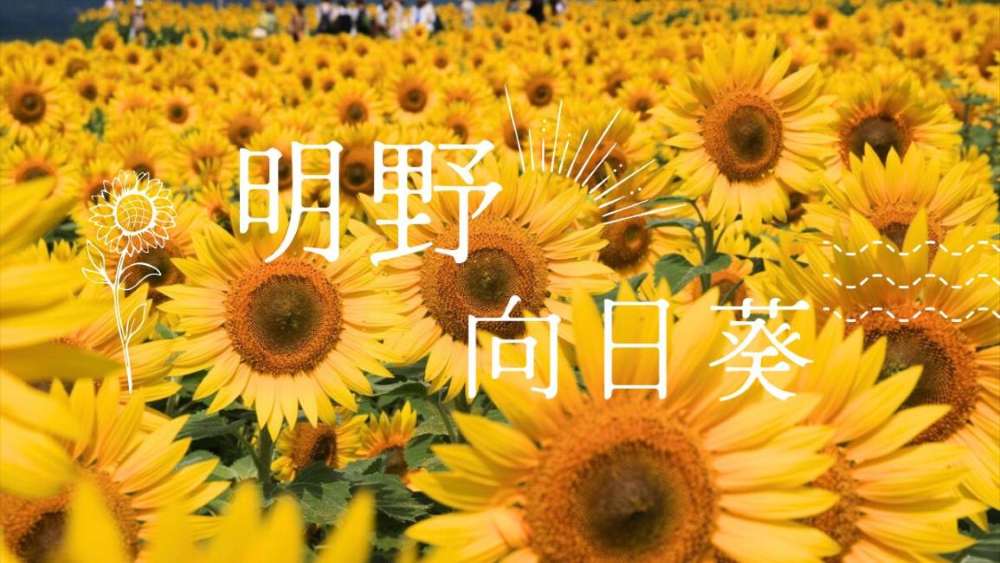 Akeno (Yamanashi) và lễ hội hoa hướng dương