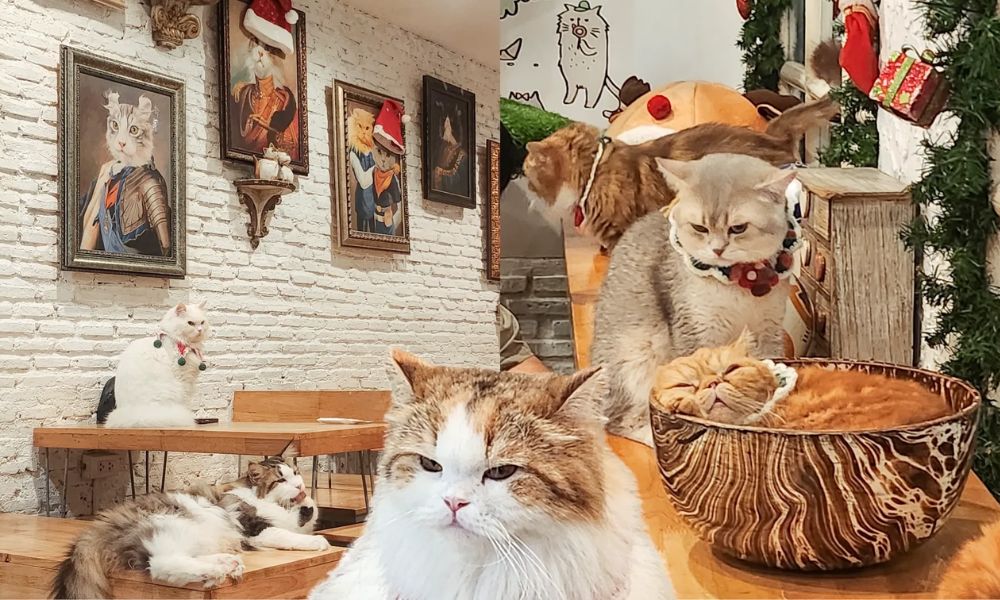 Caturday Cat Café