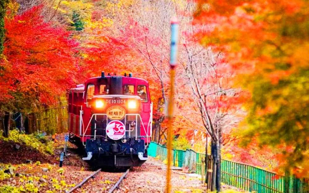 Lịch trình du lịch Nhật Bản 7 ngày chi tiết và dễ hiểu dành cho du khách mới 22 chuyến tàu Sagano Scenic Railway