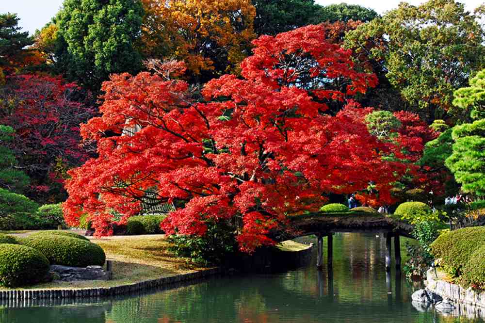 Tokyo: Rikugien và những góc mùa thu dễ đi
