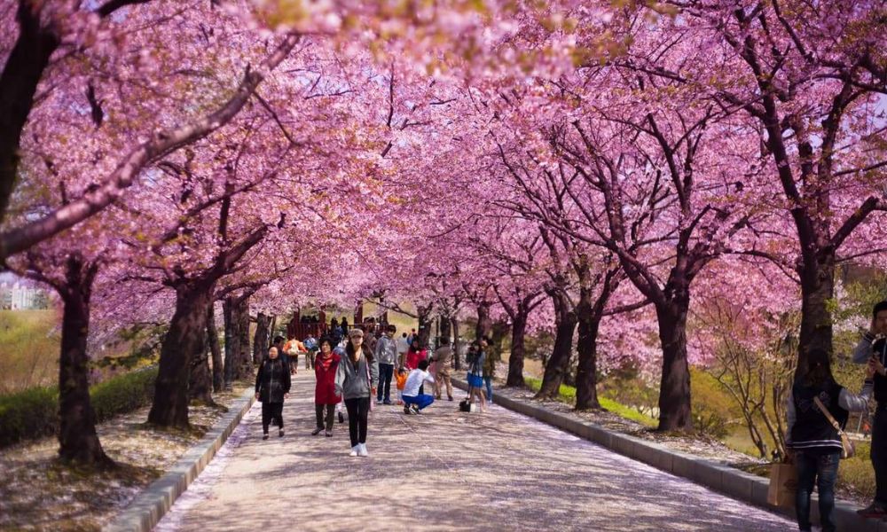 6 địa điểm du lịch nhất định bạn phải ghé vào mùa xuân tại Hàn Quốc 5 địa điểm du lịch vào mùa xuân