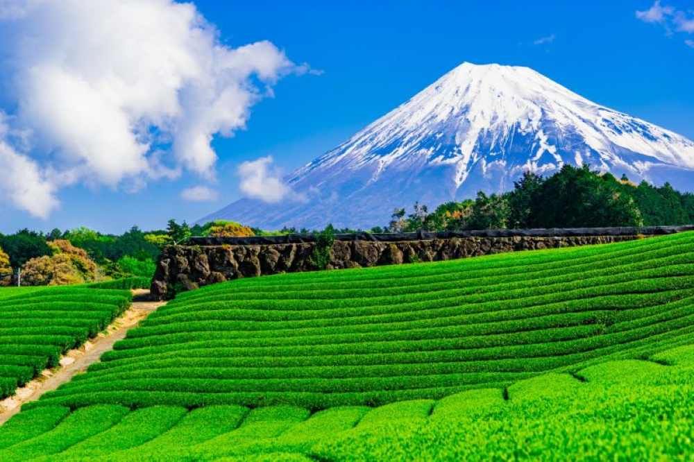 Shizuoka: đồi trà xanh và trải nghiệm theo mùa