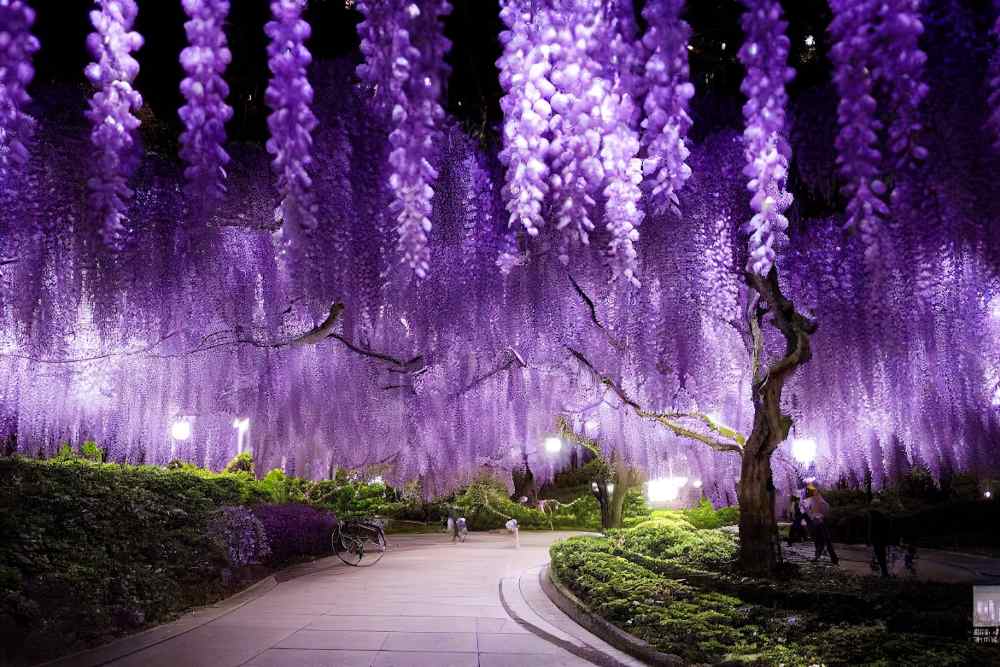 Hoa tử đằng: điểm ngắm nổi bật quanh Tokyo và các vùng khác