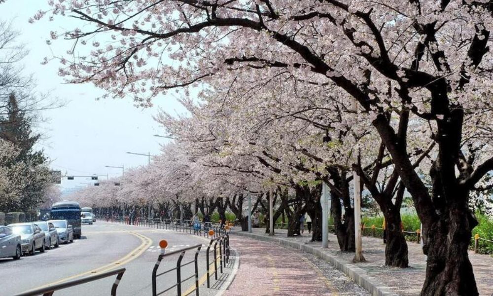 Kinh nghiệm du lịch Hàn Quốc tự túc 2026: Lịch trình & Chi phí 6 đường phố hàn quốc vào xuân
