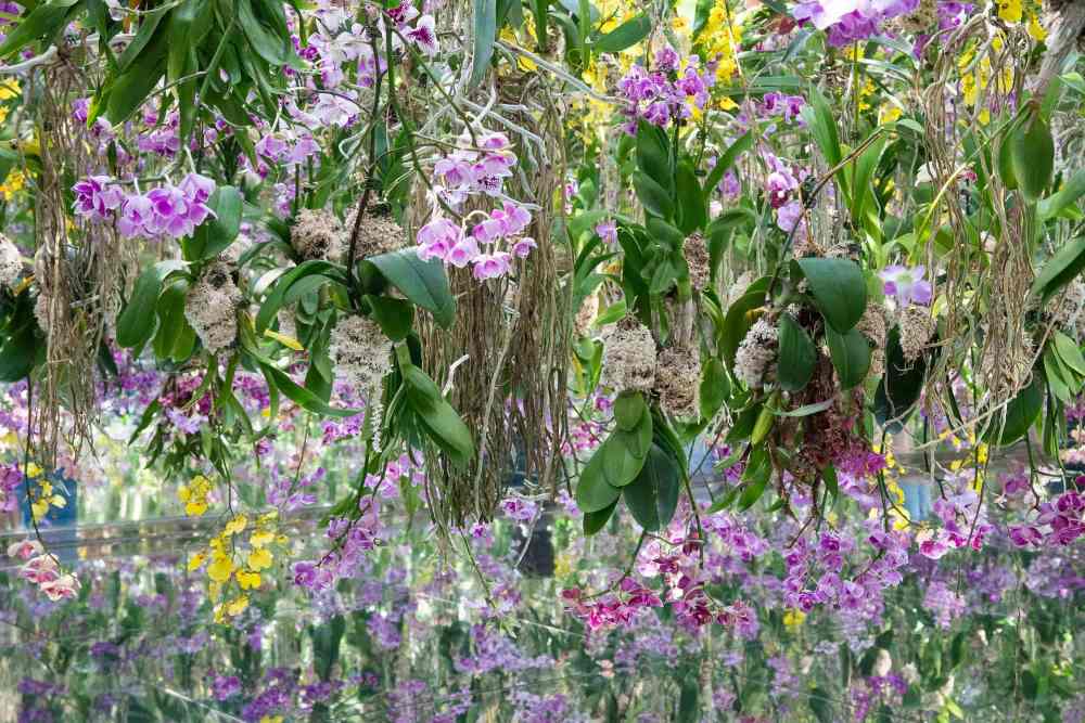 Garden Area - Khu vườn hoa lơ lửng