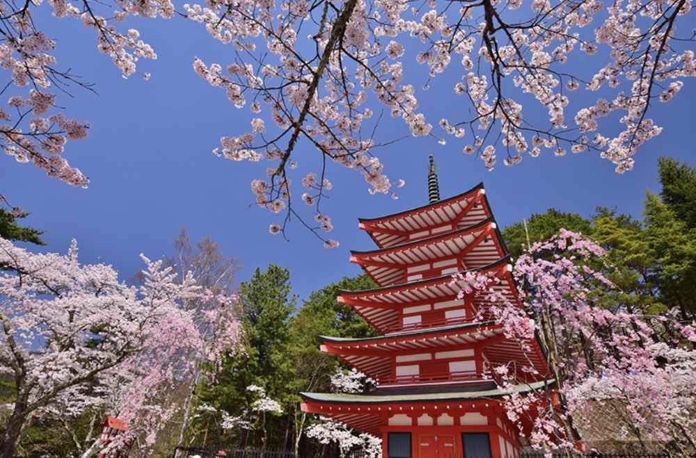 hanami là gì