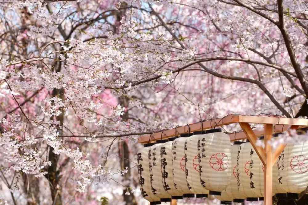 Kyoto: mùa xuân cổ kính