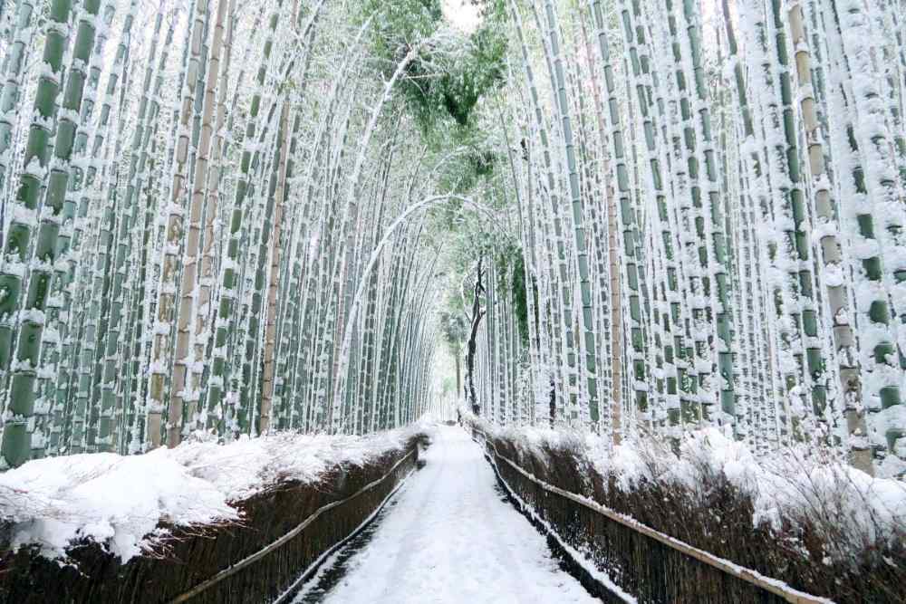 Lịch trình tham quan rừng trúc Arashiyama tham khảo