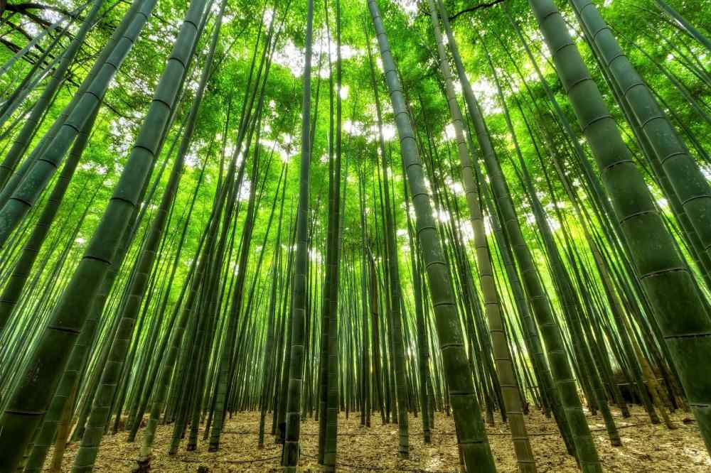 Lịch trình tham quan rừng trúc Arashiyama tham khảo