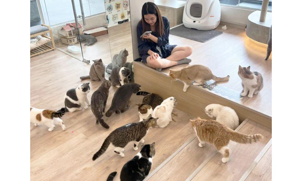 Mali Cat Café & Bar