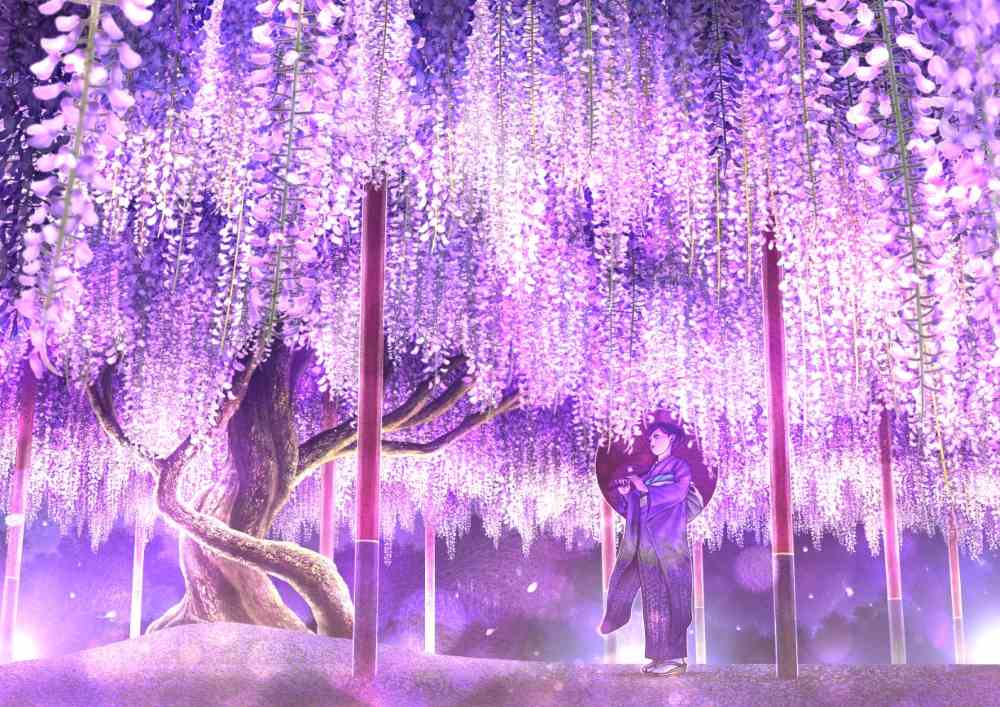 Ngắm hoa tử đằng tại Nhật Bản