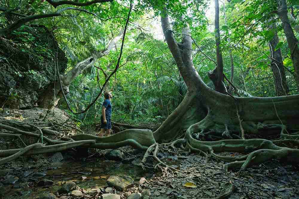 rừng cọ Yaeyama