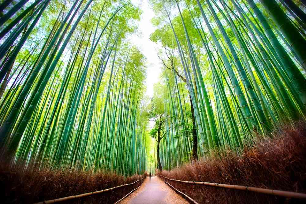 Rừng trúc Arashiyama ở Kyoto có gì đặc biệt?
