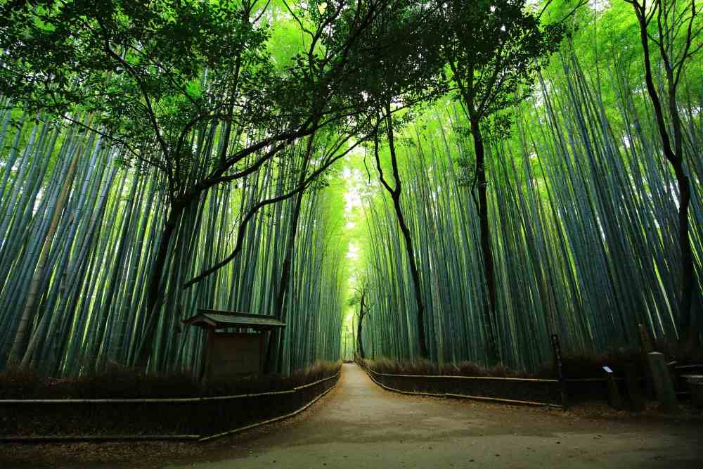 rừng trúc arashiyama