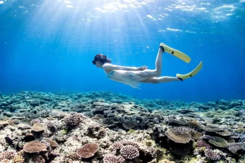 Snorkeling và lặn ngắm san hô