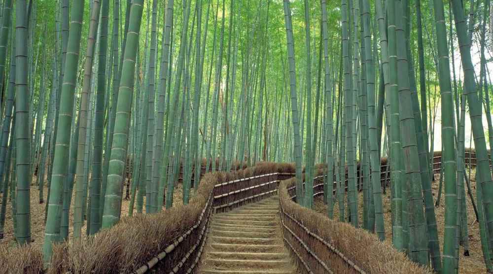 Nên tham quan rừng trúc Arashiyama như thế nào?