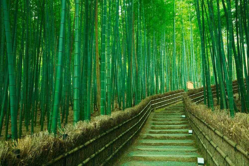 Thời điểm nên đi rừng trúc Arashiyama để tránh đông