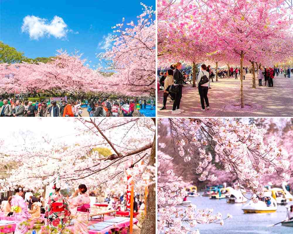 Thời điểm lý tưởng để tham gia Hanami: Theo dấu "Sóng hoa anh đào"