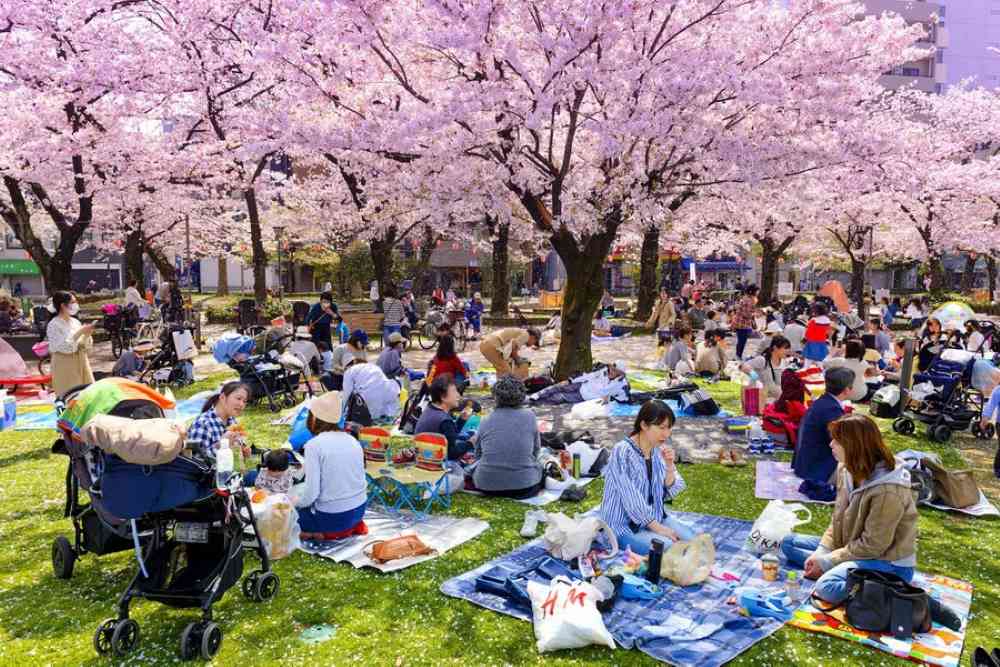 Hanami đúng kiểu Nhật