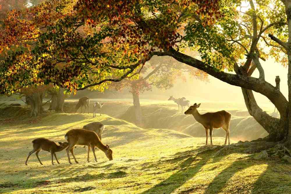 Cách di chuyển đến Công viên Nara từ Osaka và Kyoto