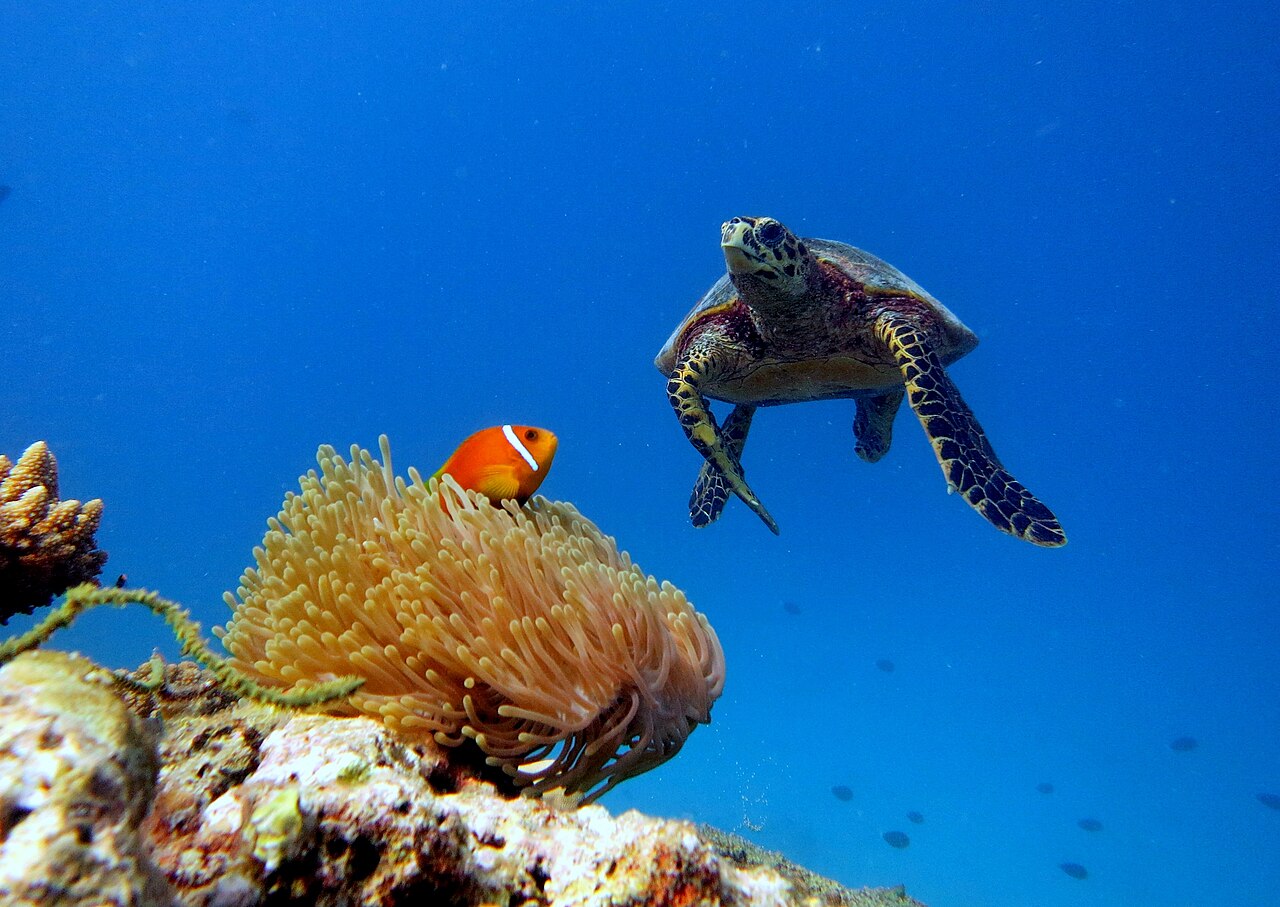 Maldives